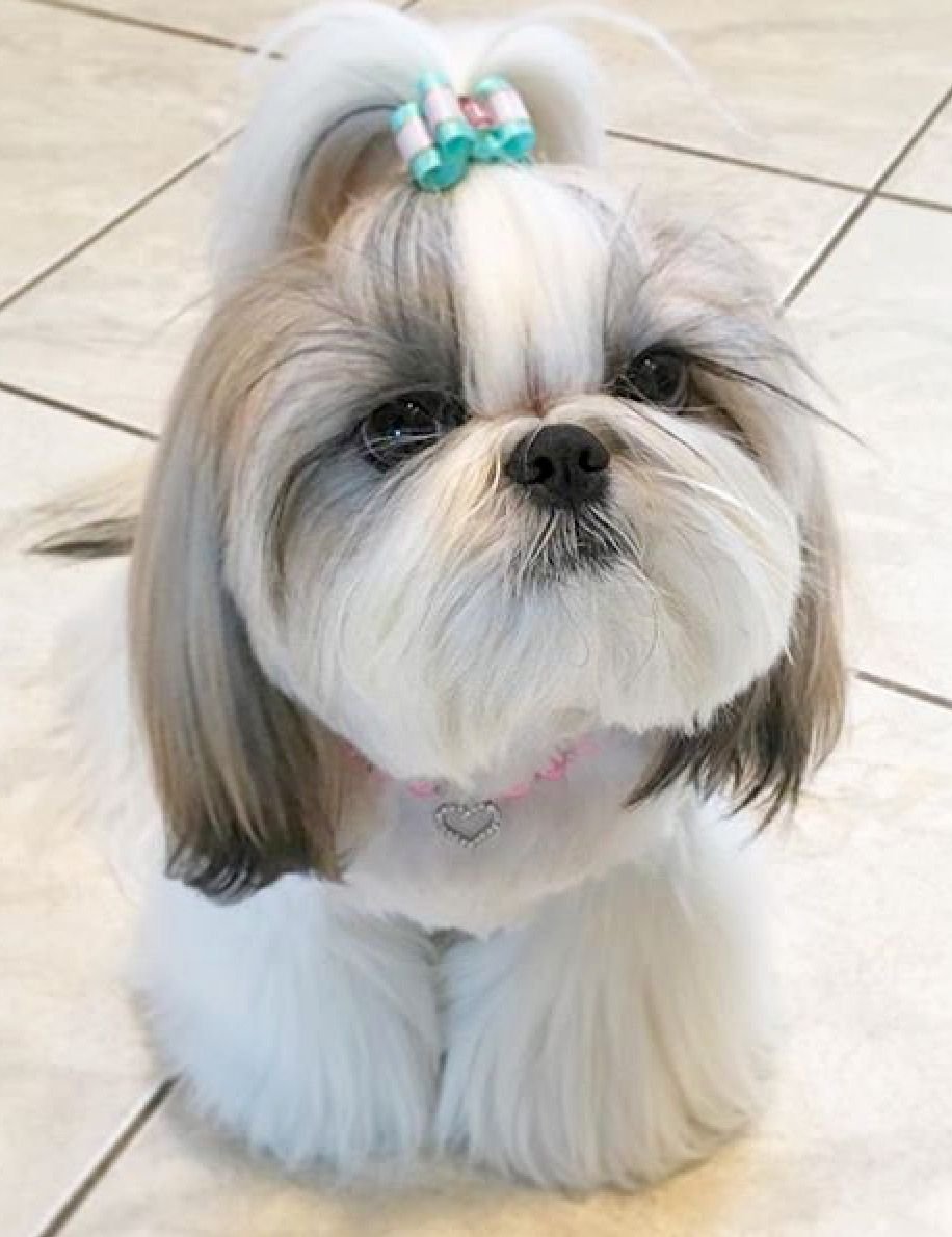 Shih Tzu