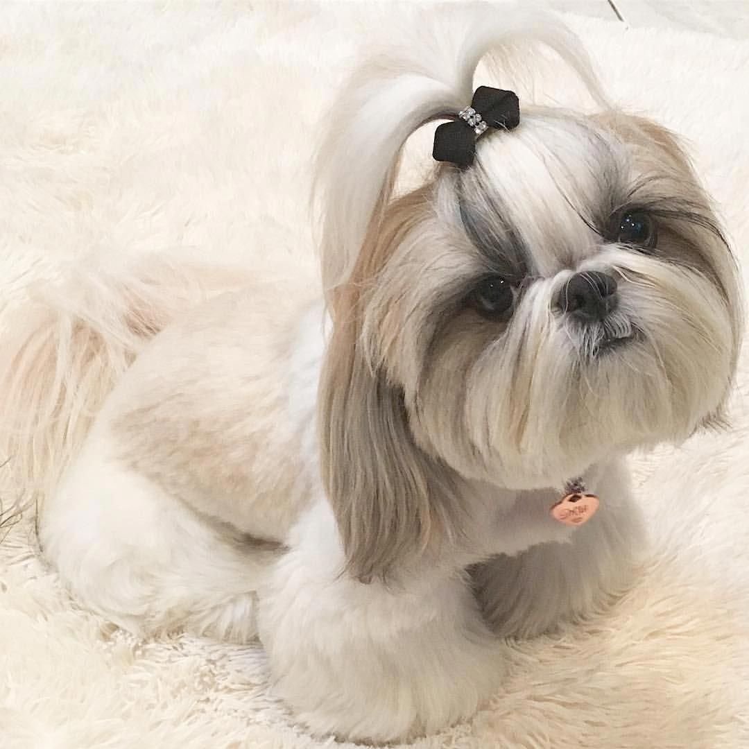 Китайская порода собак ши-тцу