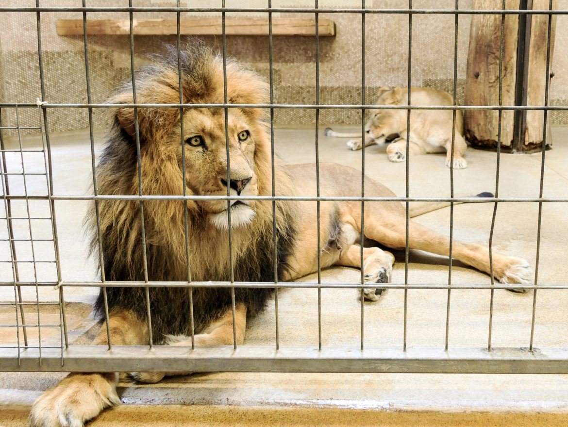 Зоопарк животные в клетках