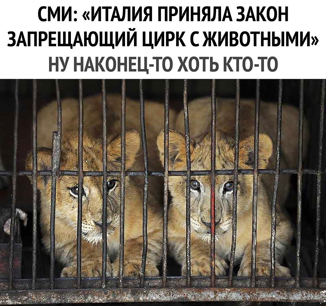 В клетке со зверем