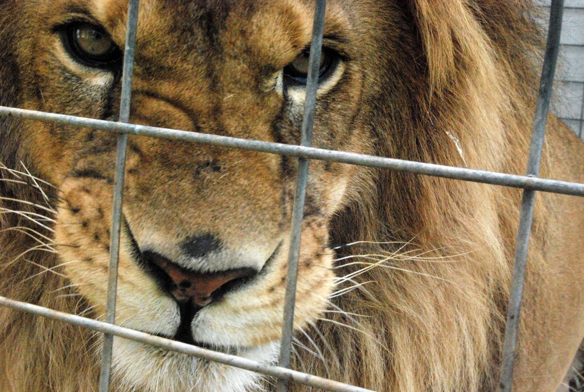 Лев за решеткой