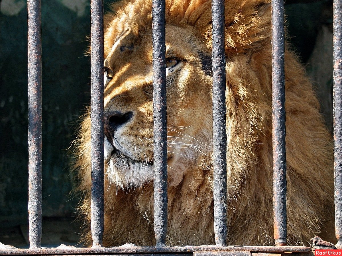 Лев в клетке в зоопарке