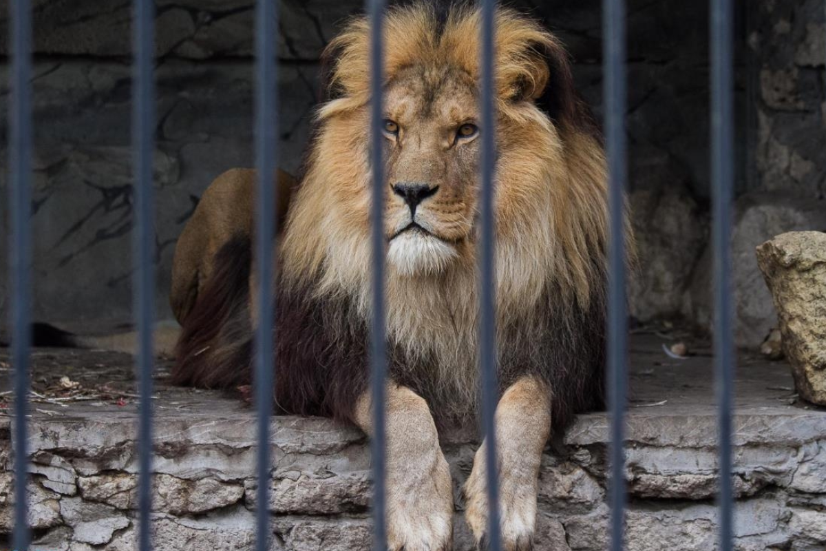 Лев Цезарь Самарский зоопарк