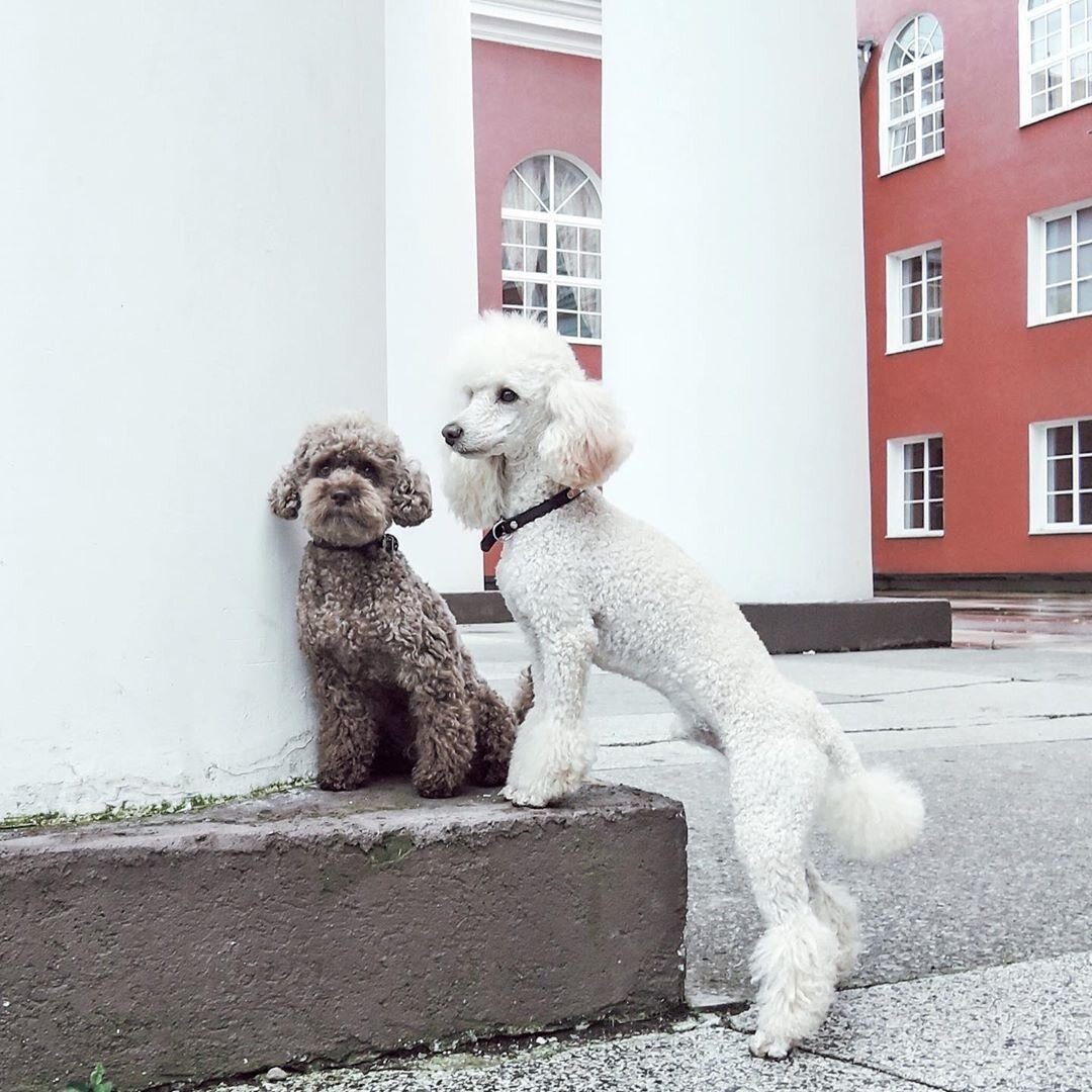 Пудель Фантом 4 месяца