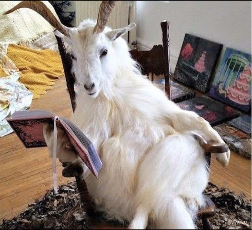 Козы смешно