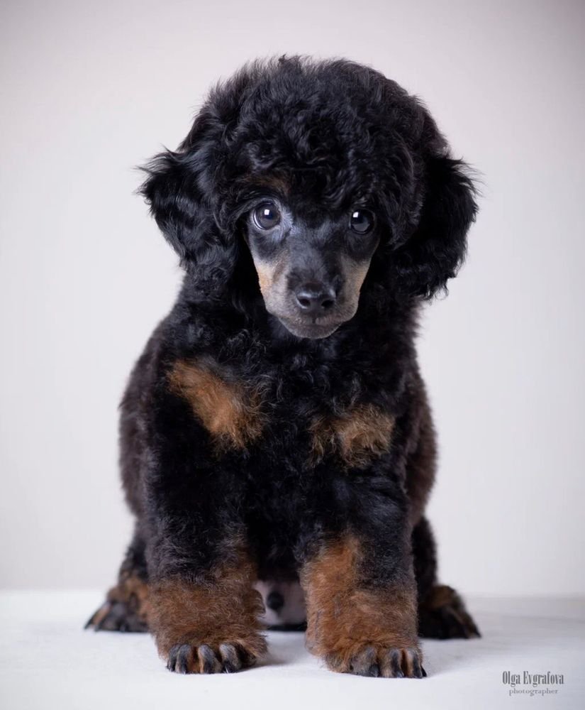 Той-пудель короткоухий