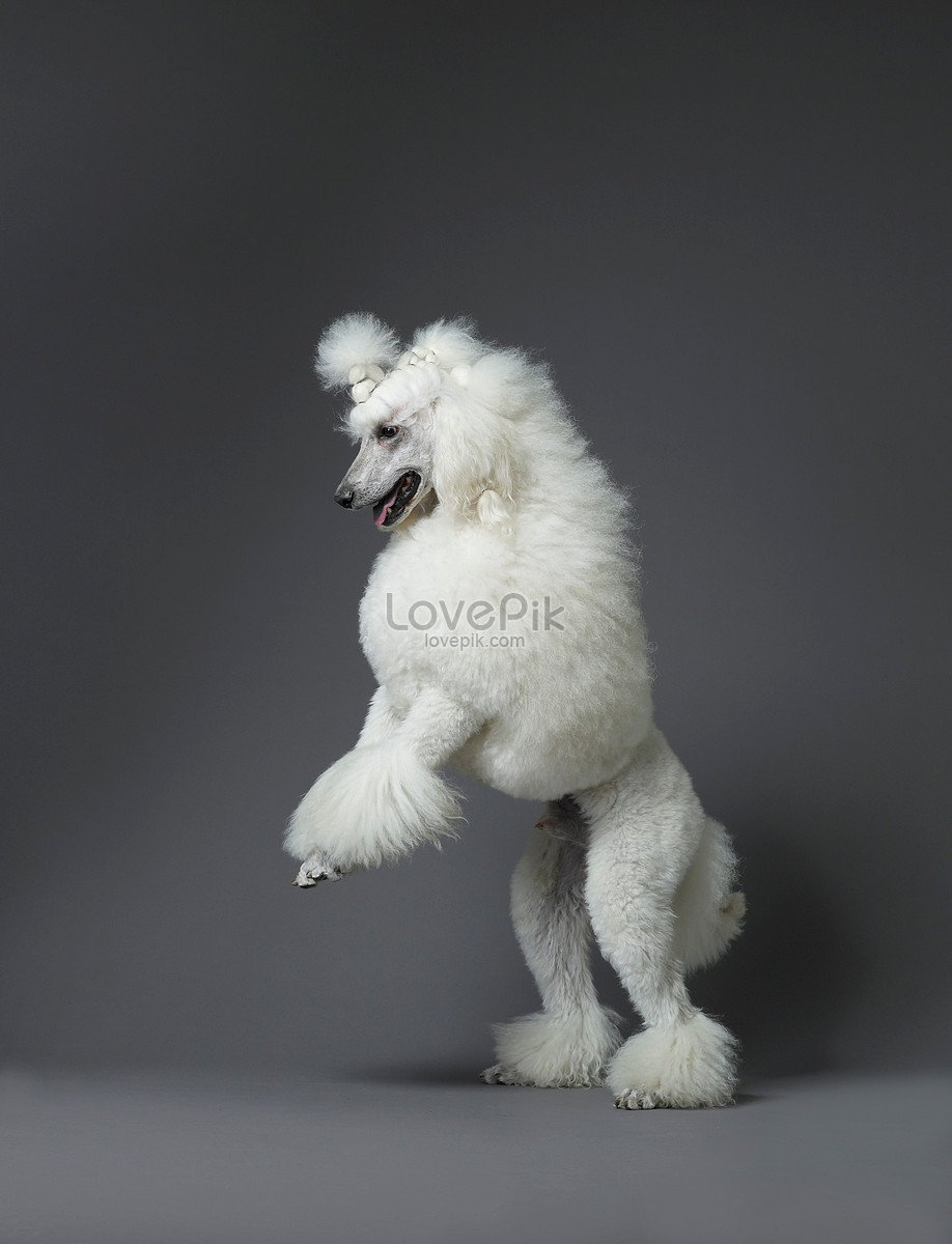 Пудель Королевский большой стоя на двух лапах