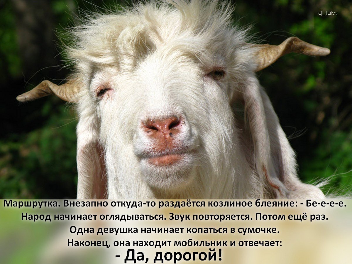 Коза драная