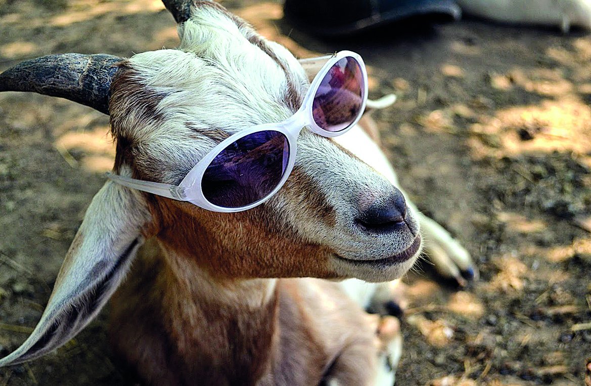 Смешная коза