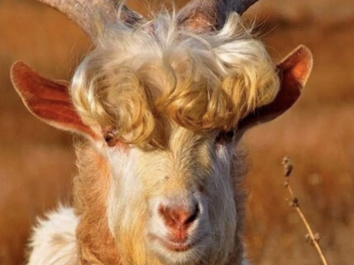 Смешной козлик