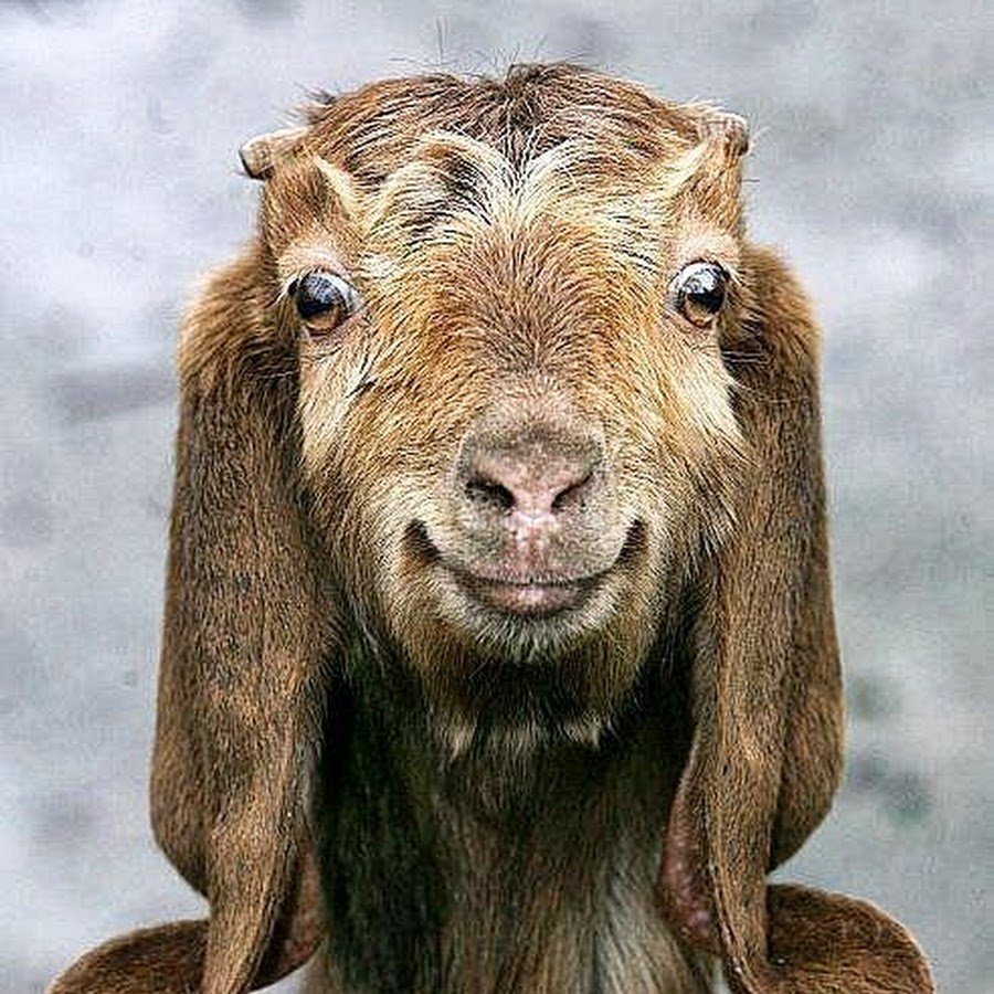 Козёл но красивый