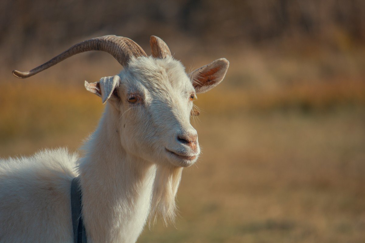Козел Goat