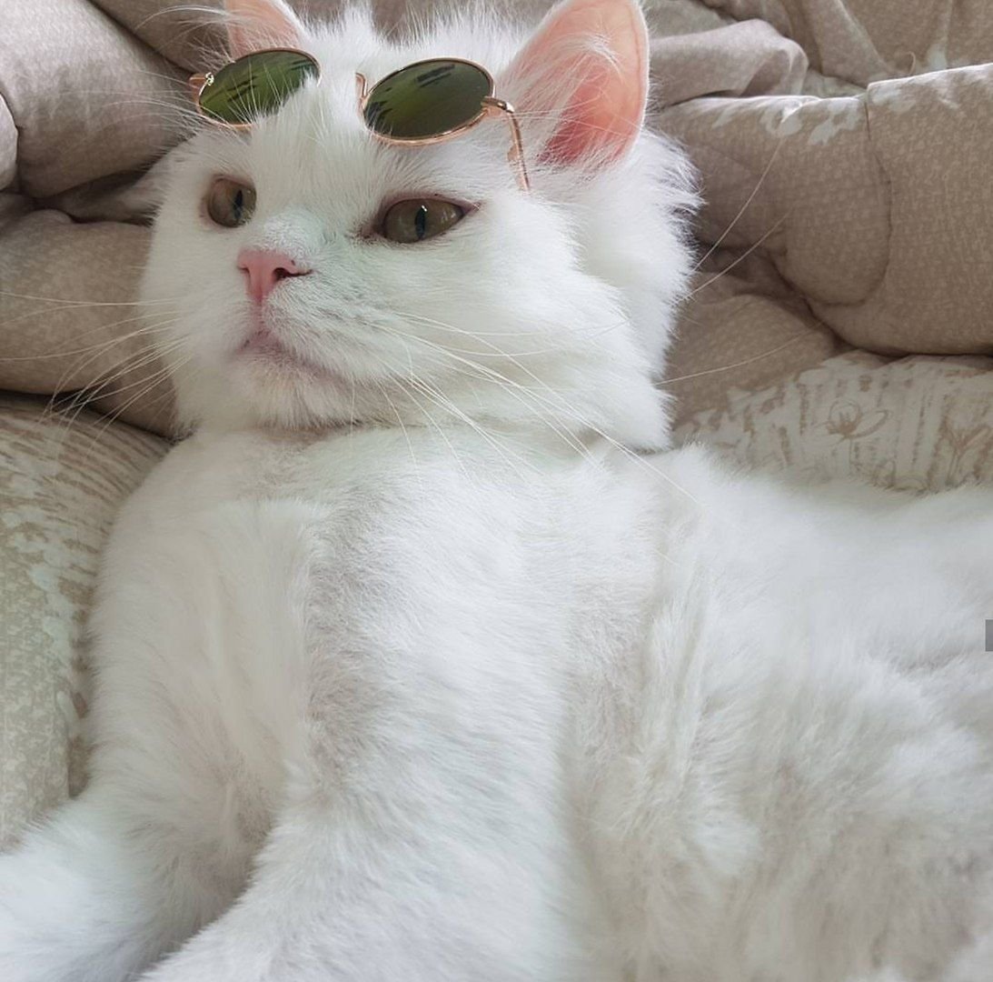 Милые котики Эстетика