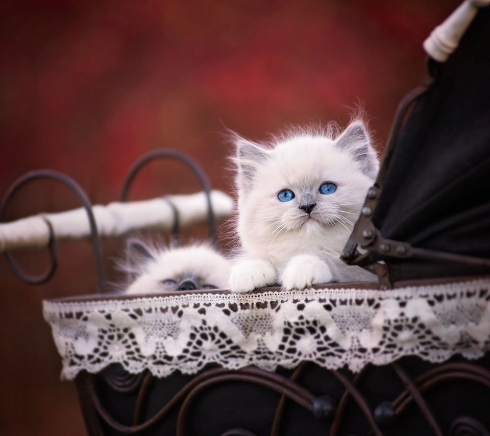 Котят на колясочке