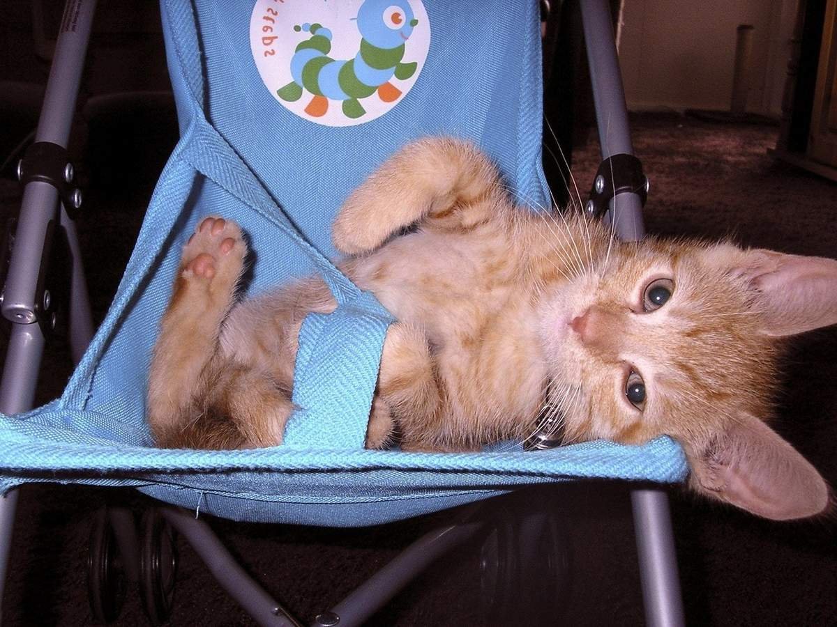 Коляска для кошек