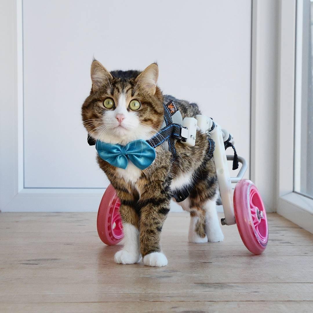 Кот Рекси инвалид