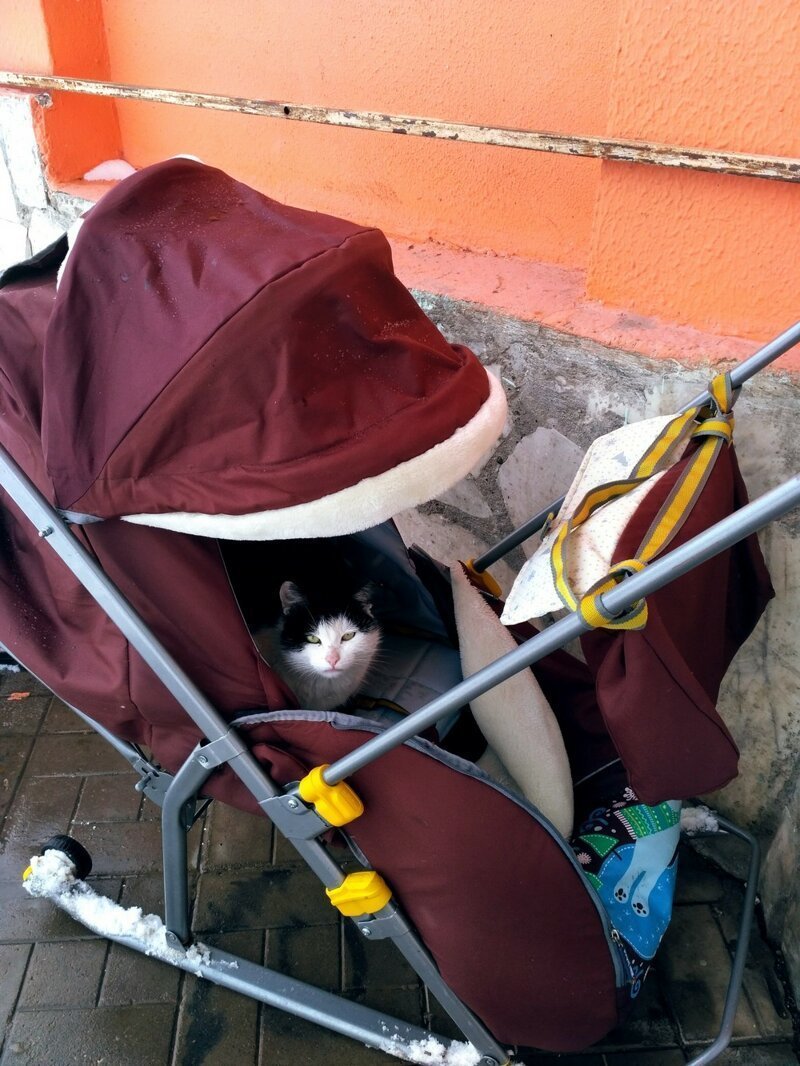 Коляска для собак