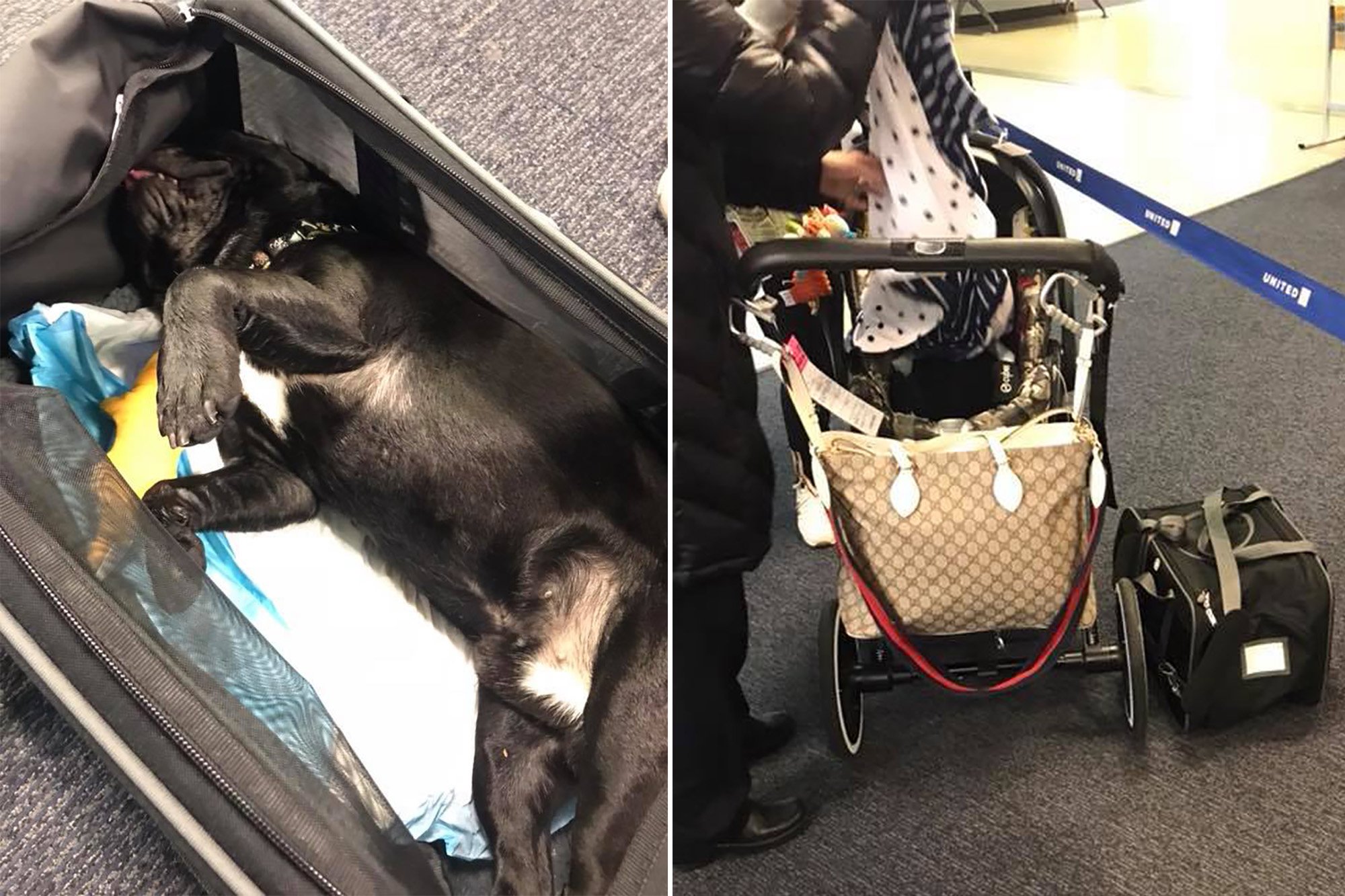 Можно с собакой в самолет. Собака в самолете. Перевозка для собак. Перевоз животных в самолете. Багажный отсек для животных в самолете.