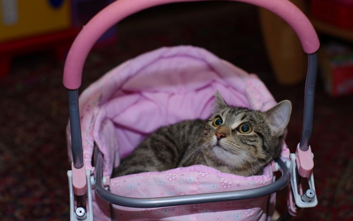 Кот в детской коляске