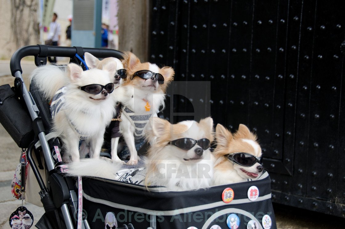 Японские собаки в коляске