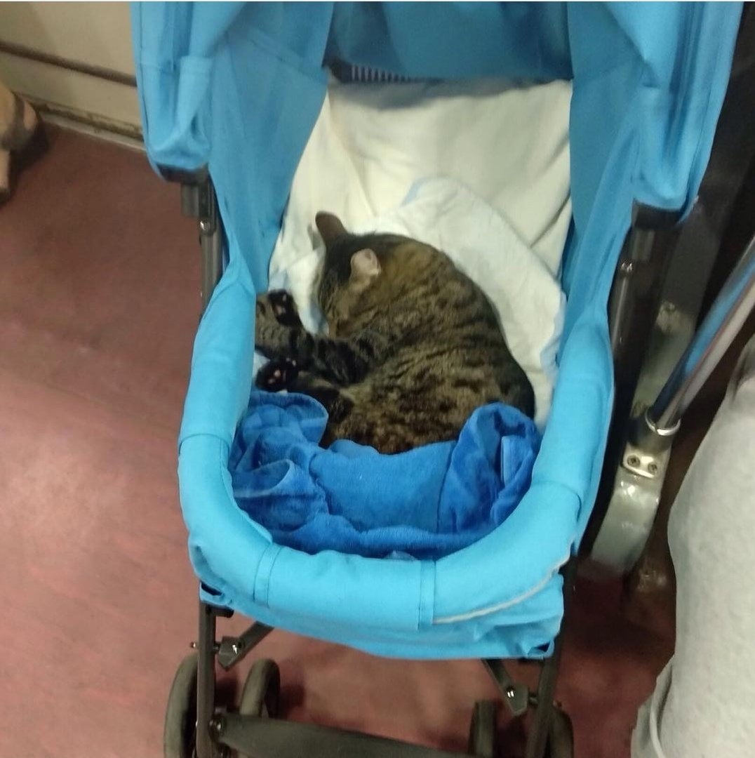 Кот в детской коляске