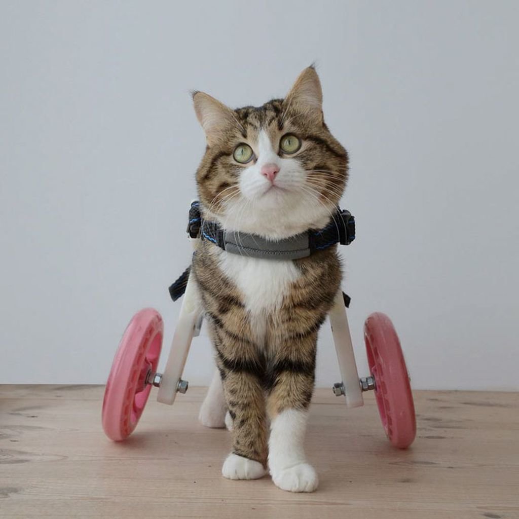 Кот на инвалидной коляске