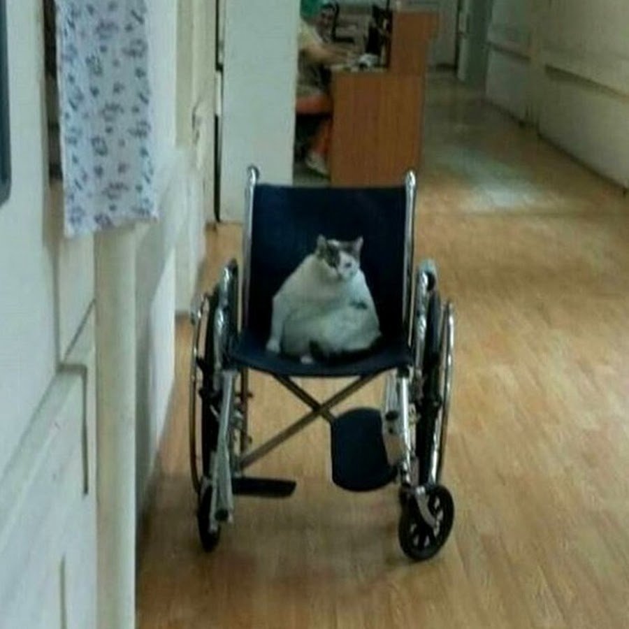 Кот на инвалидной коляске
