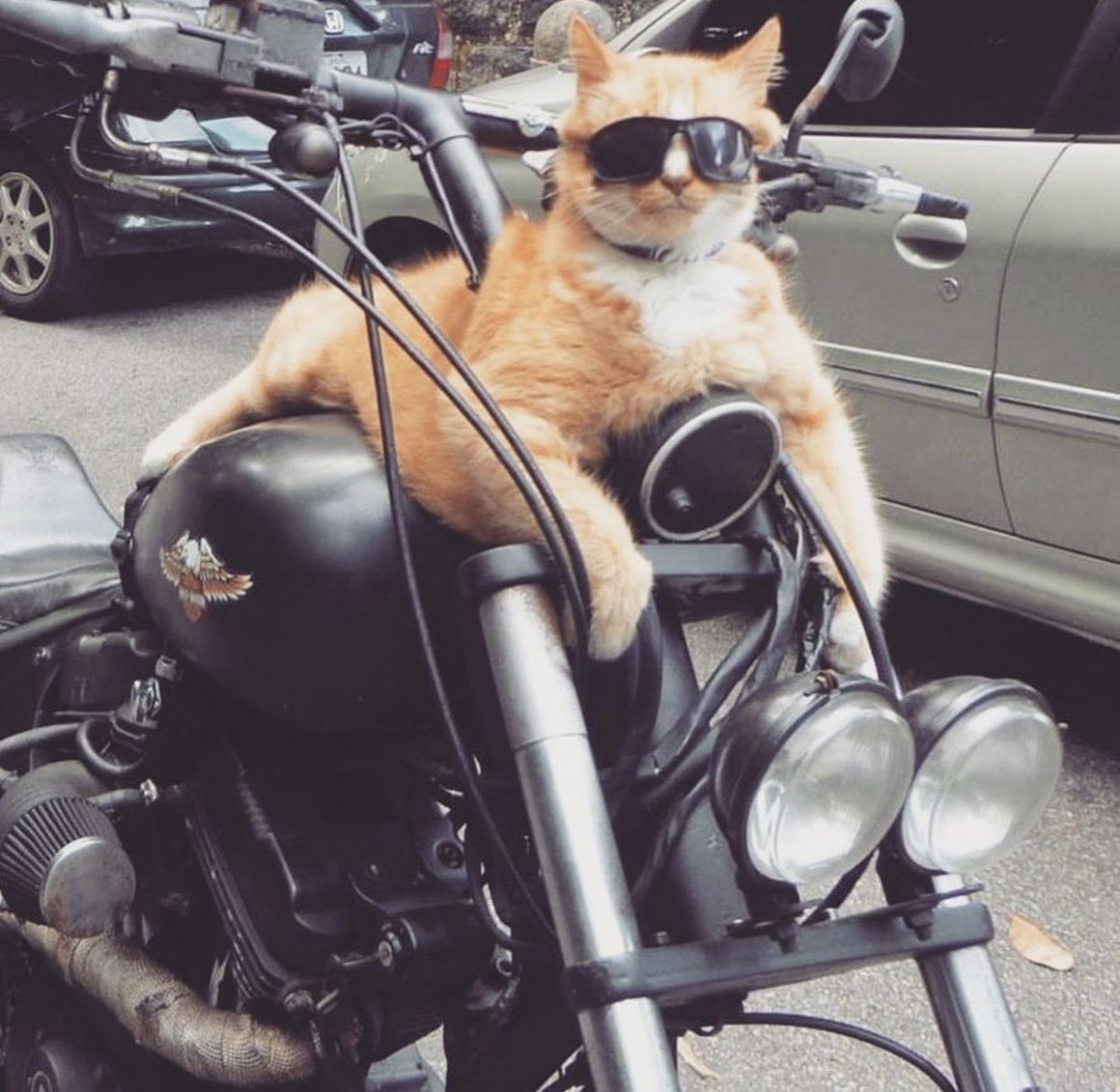 Кот на байке
