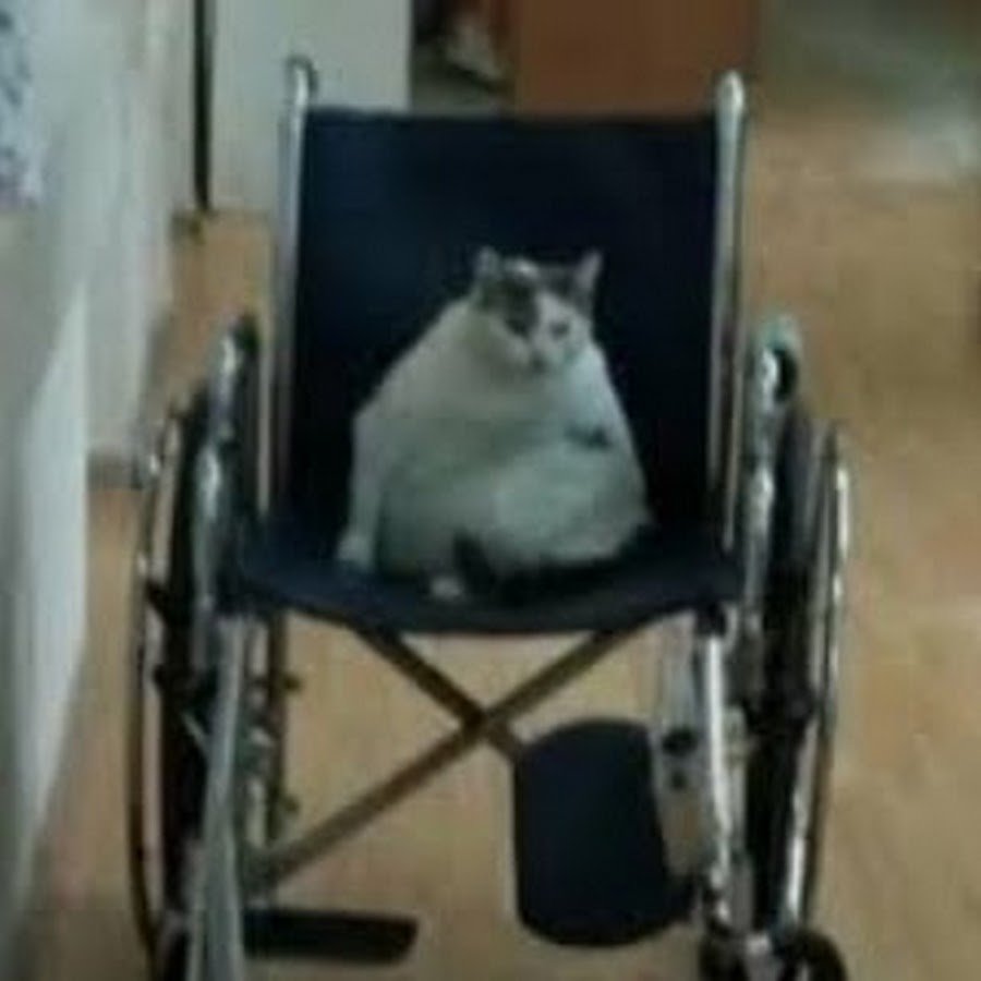 Инвалидная коляска для кошек