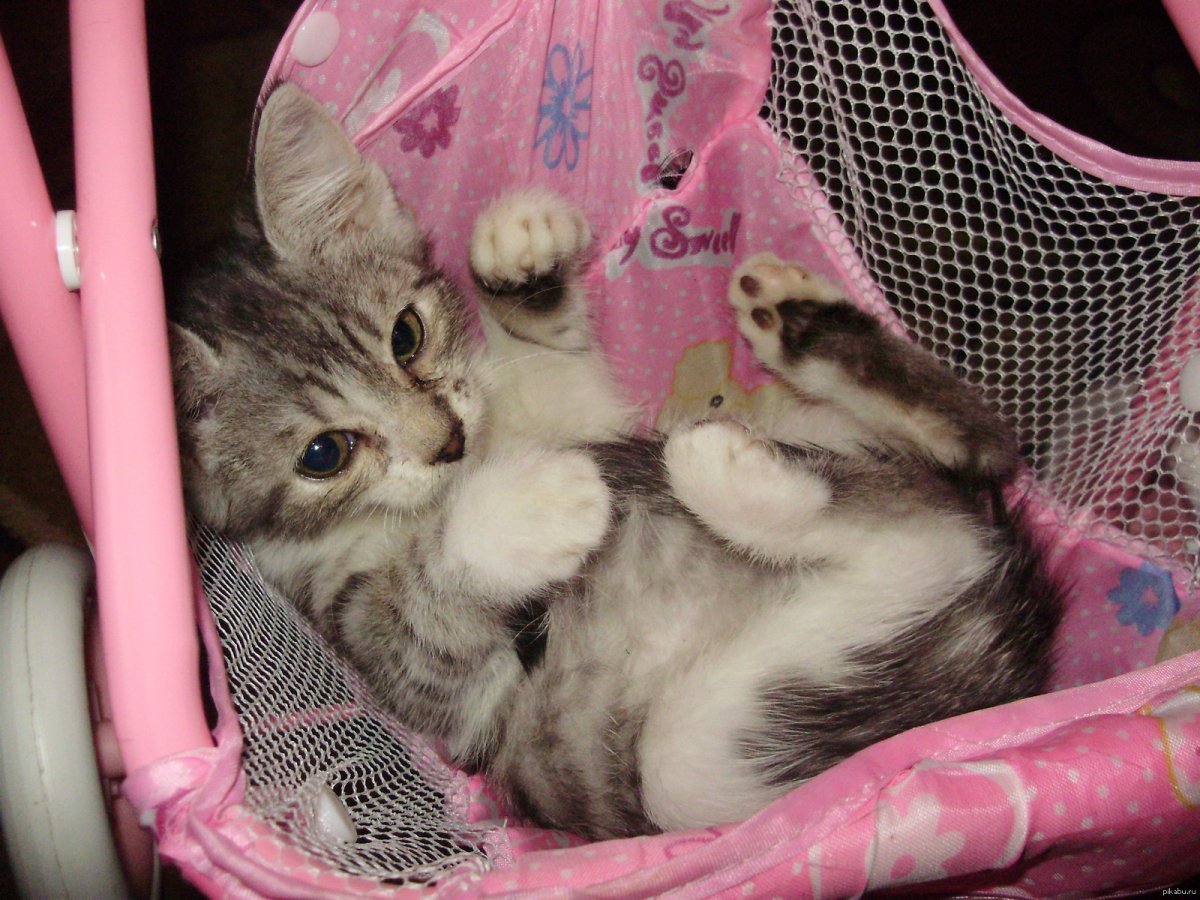 Котейка в коляске