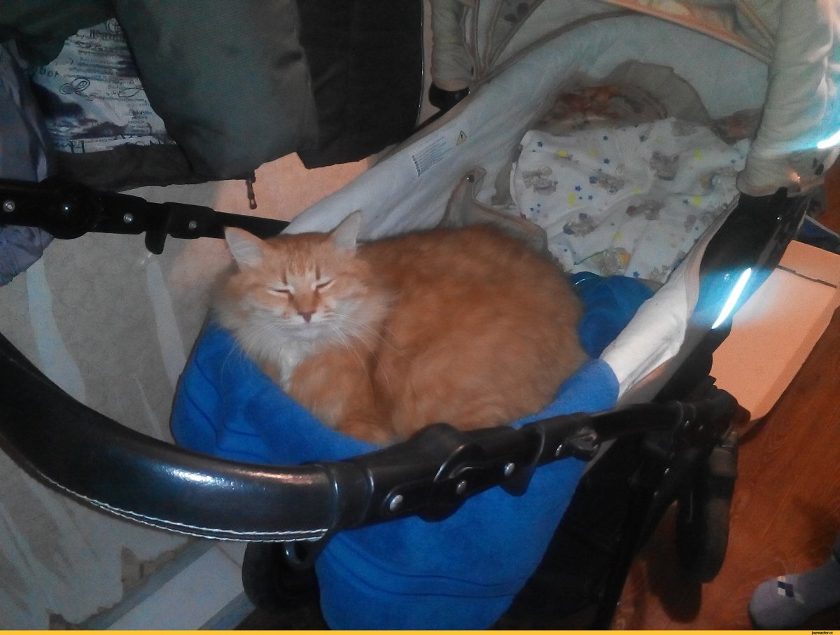 Кот в коляске