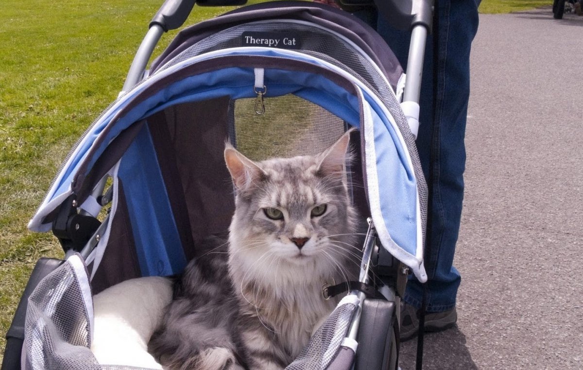 Кот в коляске