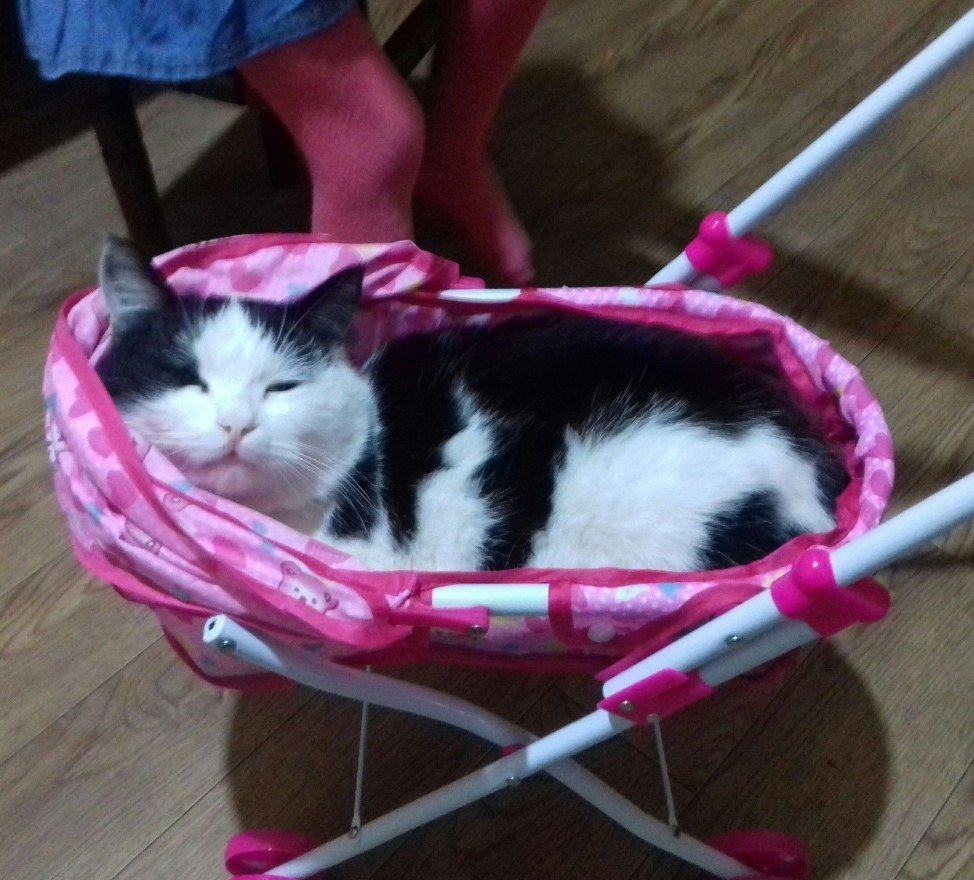 Котик в коляске