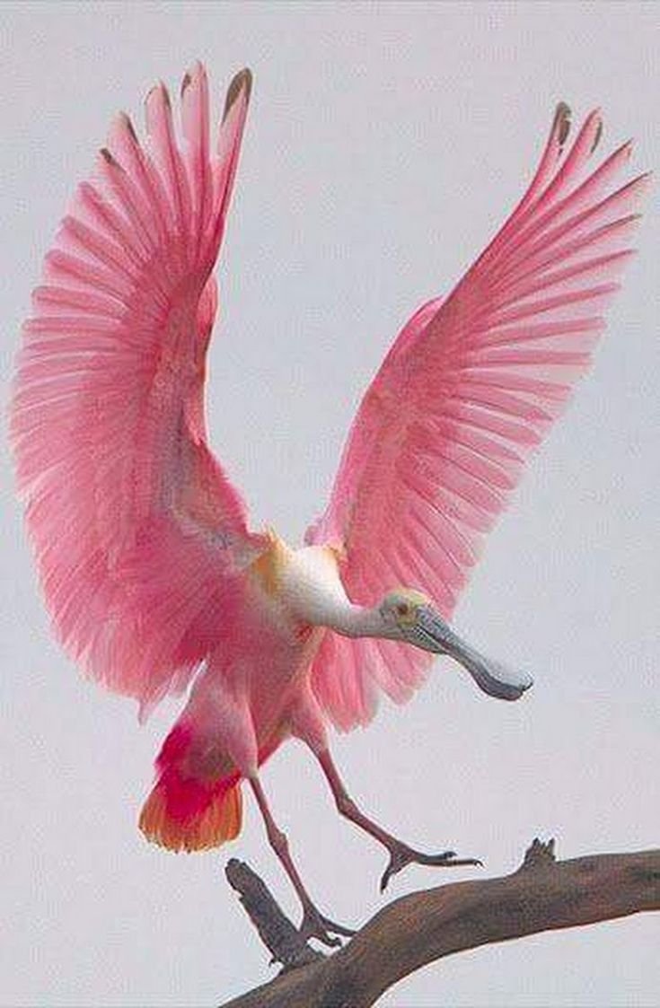 Бега на Фламинго