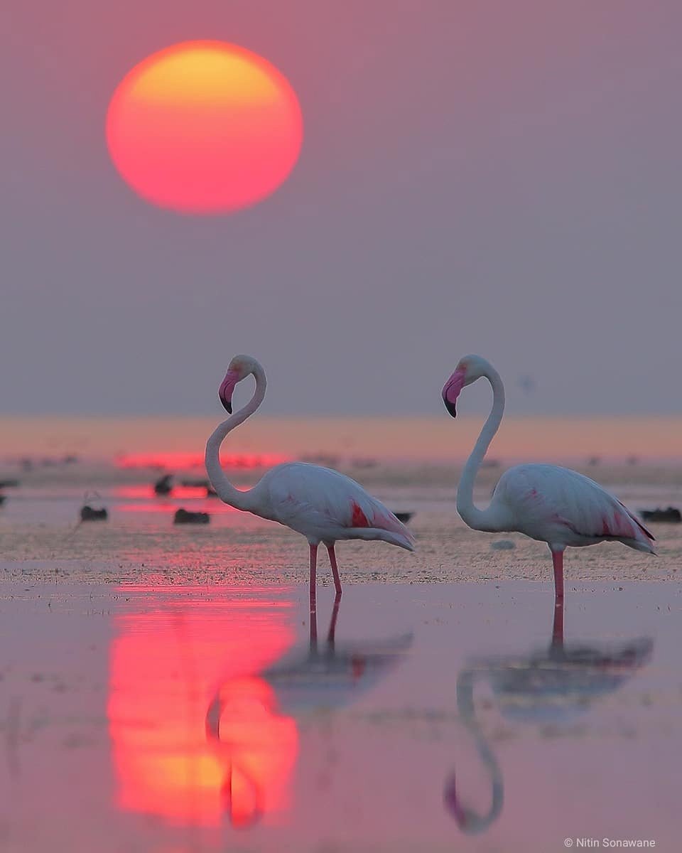 Человек Фламинго