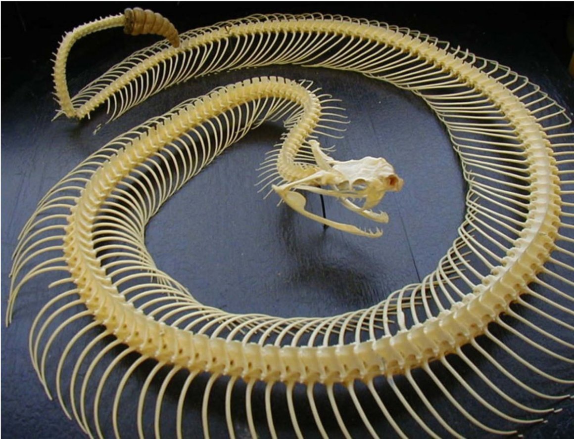 Какое тело у змей. Скелет змеи ТИТАНОБОА. Питон змея скелет. Скелет змеи гремучник. Пресмыкающиеся скелет змеи.