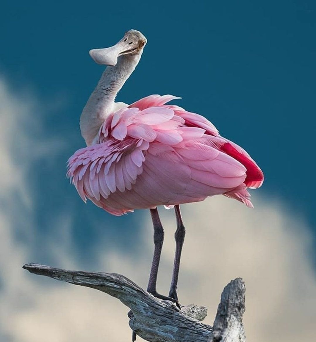 Розовая колпица и Фламинго