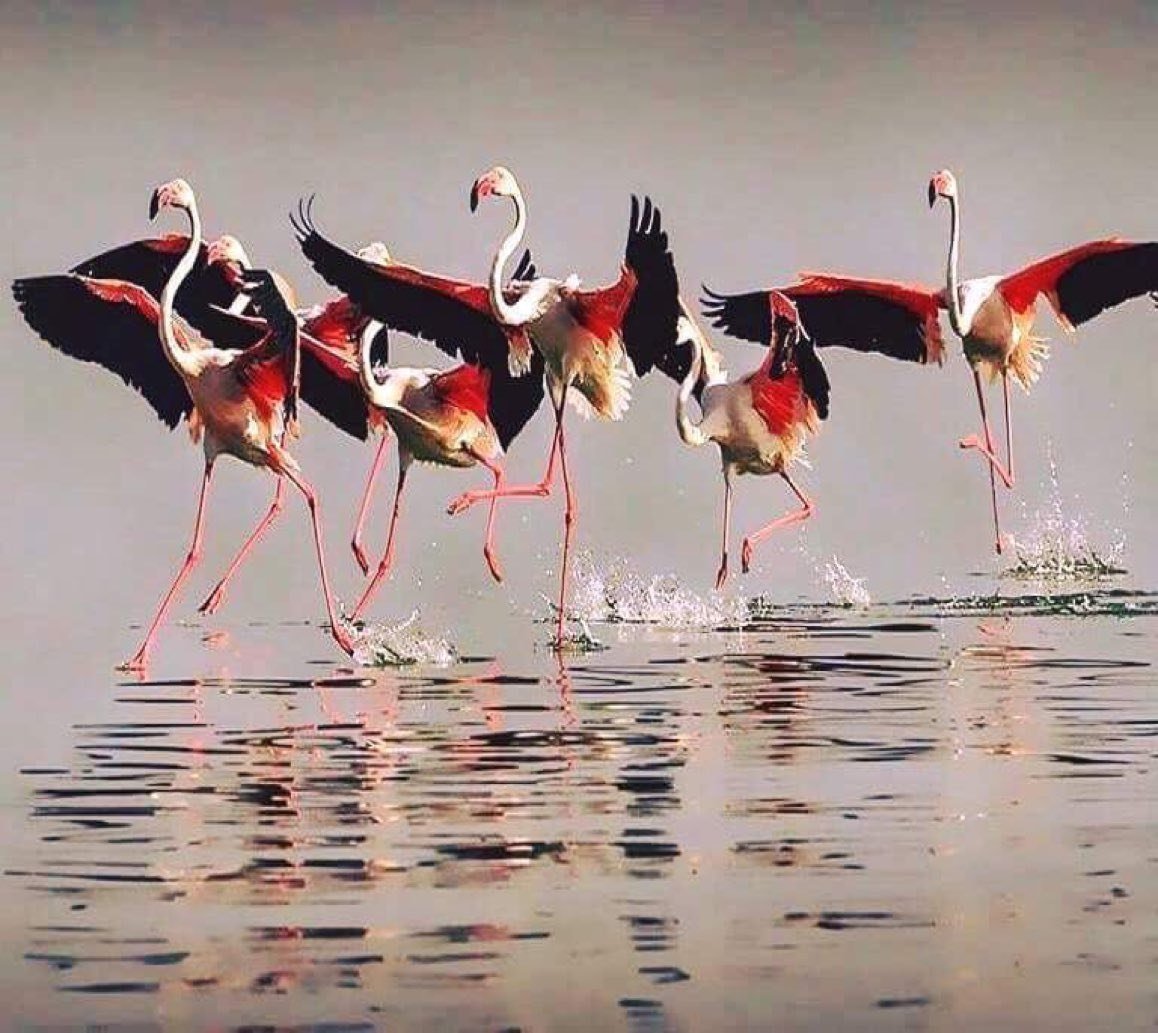 Розовая колпица и Фламинго