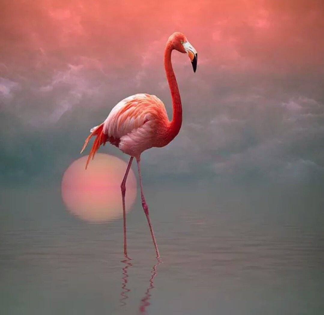 Розовый Фламинго в лучах заката