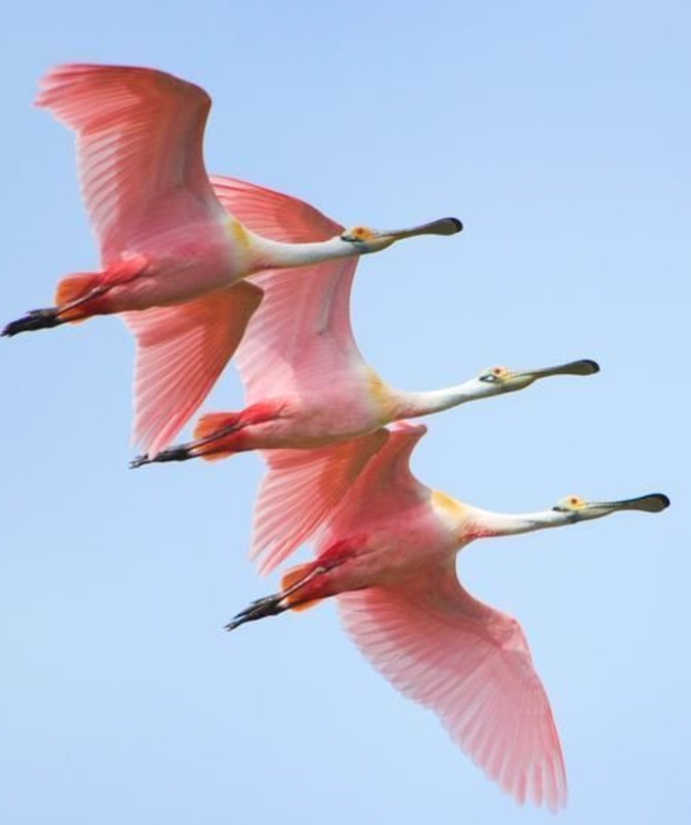 Розовая птица в полете