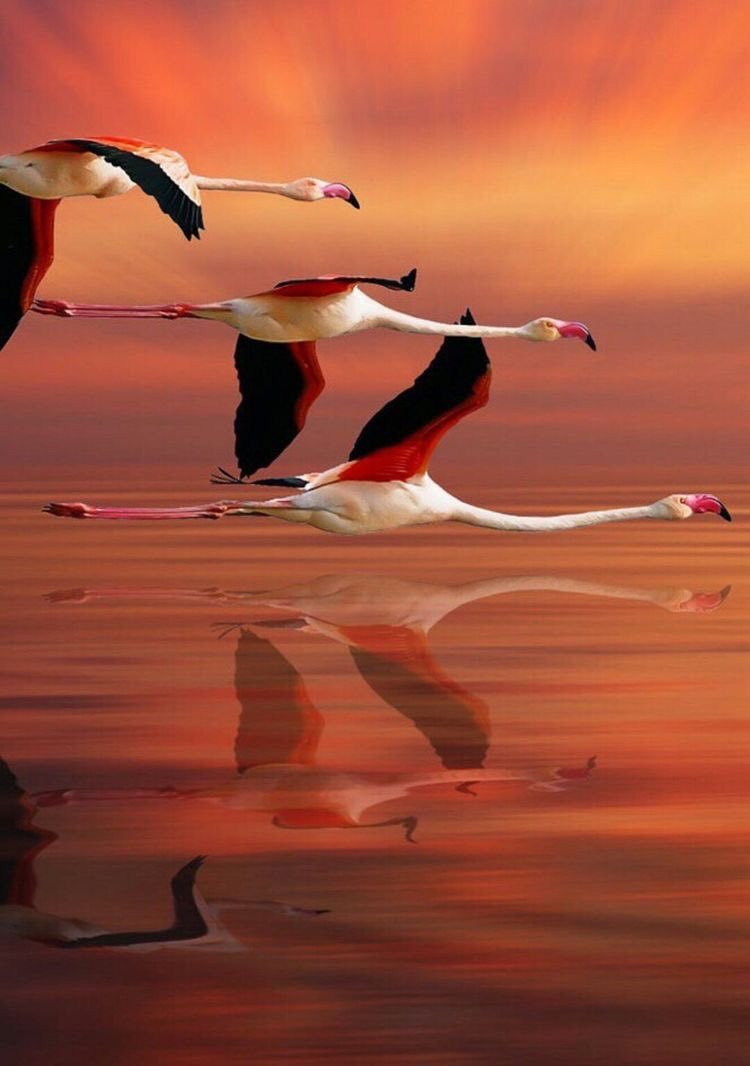 Розовый Фламинго вальберисс