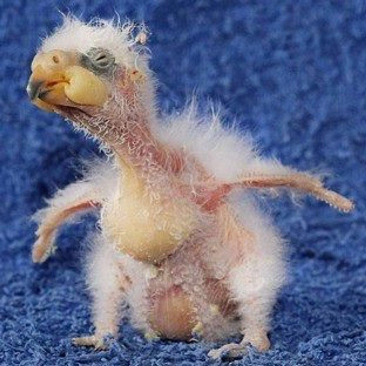 Клюв китоглава