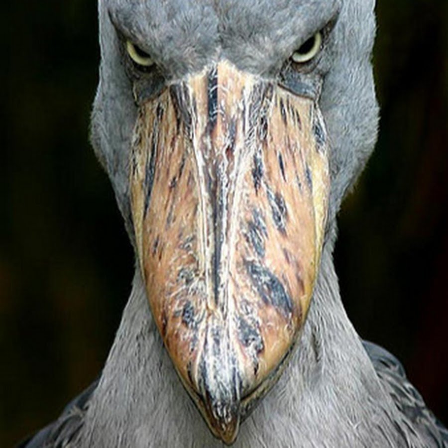 Ощипанные птенцы кореллы