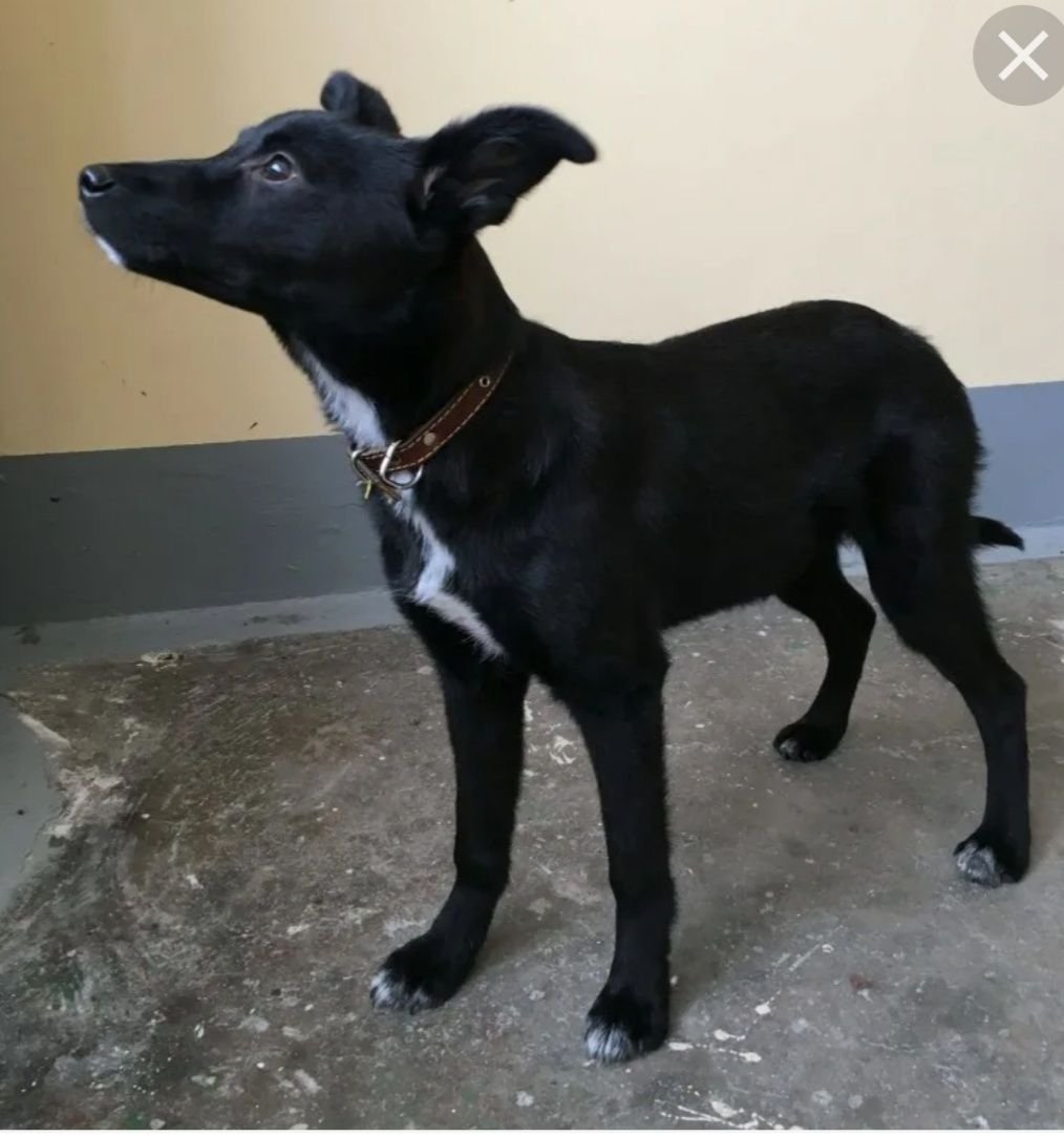 Чёрный терьер дворняжки