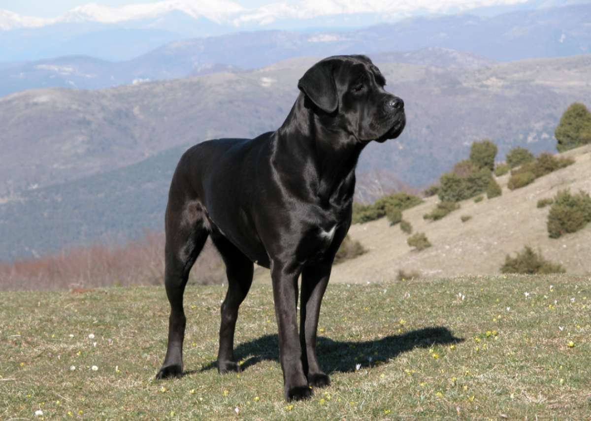 Кане Корсо и лабрадор