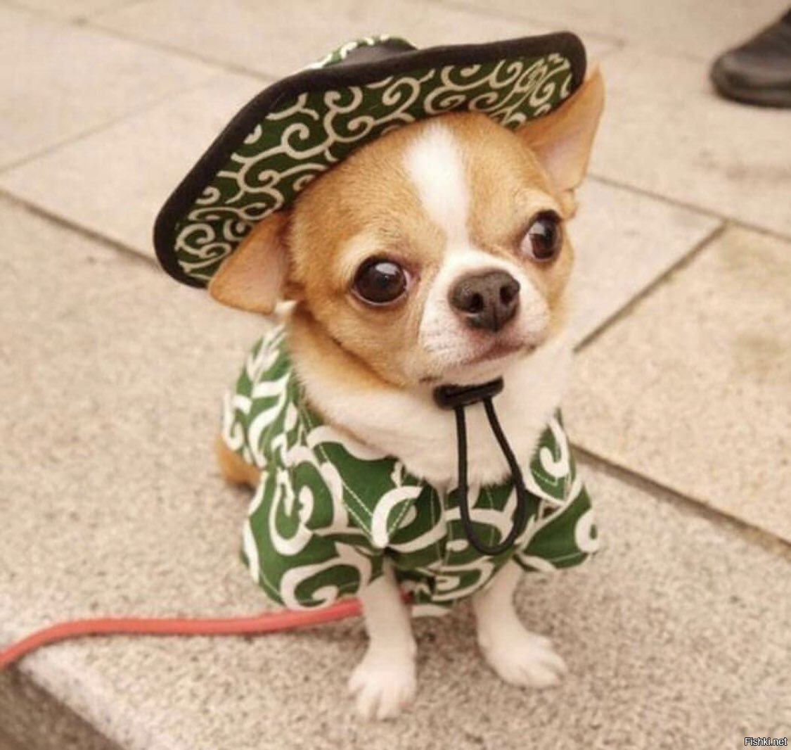 Чихуахуа карманная карликовая