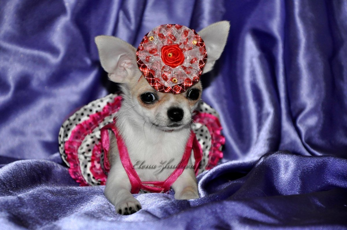 Бигль щенки маленькие Новорожденные