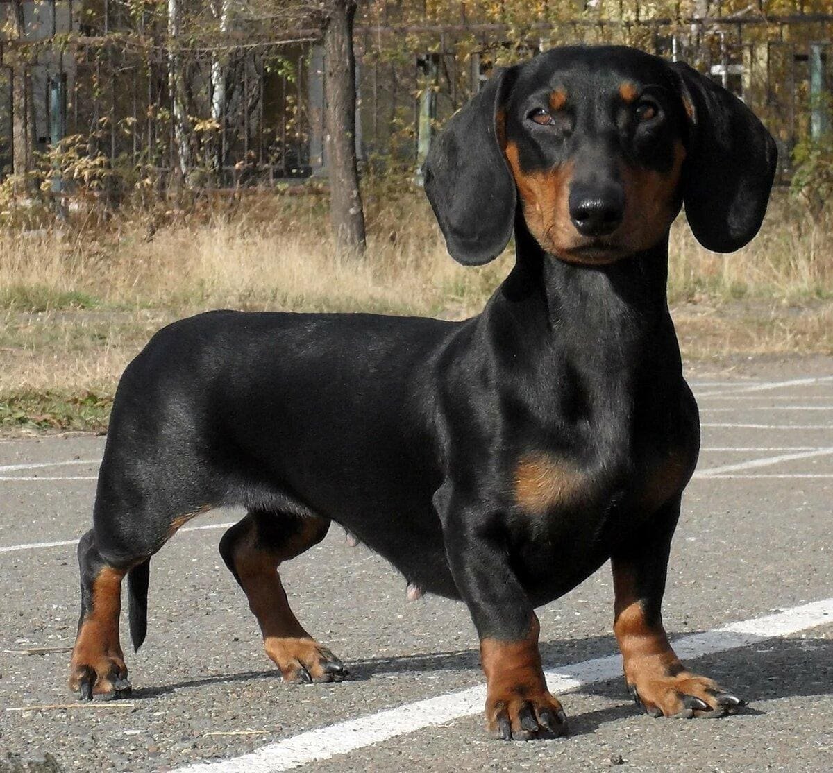 Такса гладкошерстная