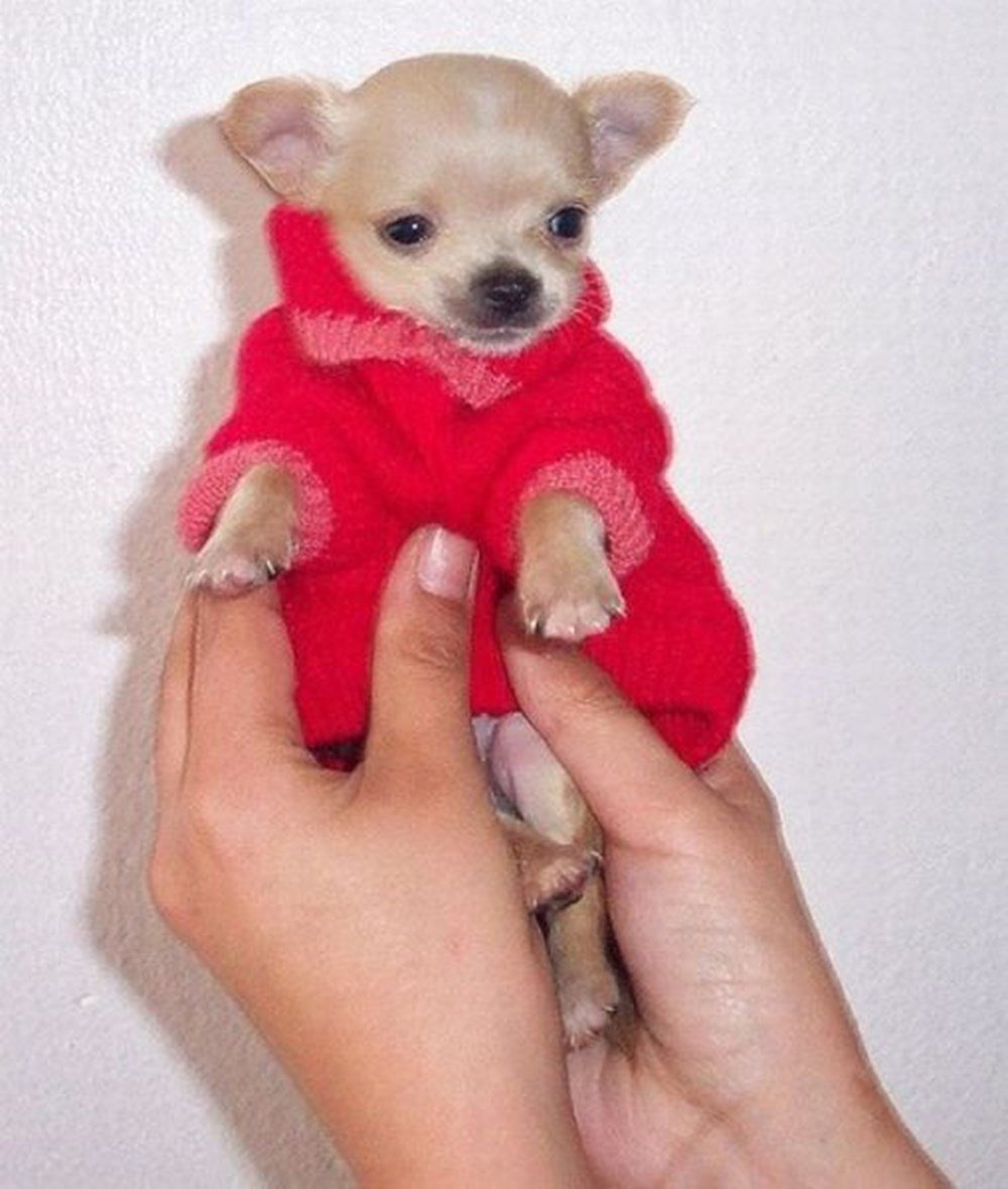 Шпиц Эстетика