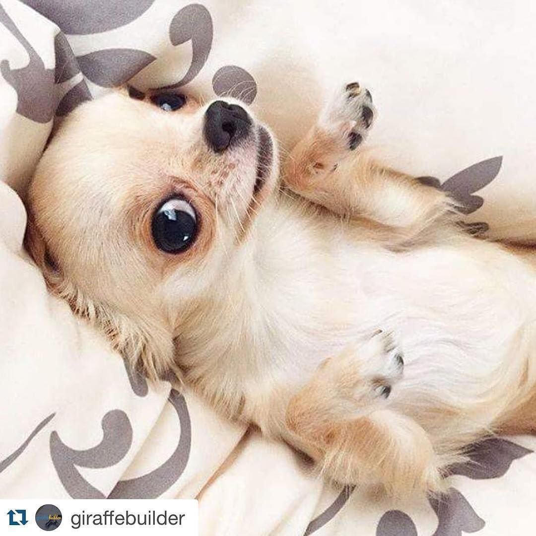 Щенки очень милые